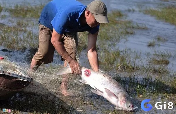 Cùng Gi8 giải mã giấc mơ bắt được cá chi tiết và đầy đủ nhất!