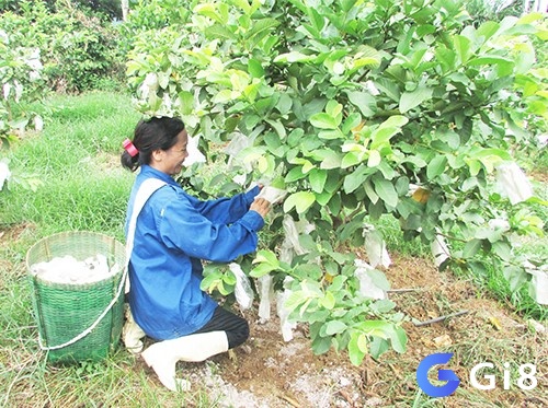 Nằm mơ thấy người khác đang hái ổi là điềm báo khó khăn trong công việc