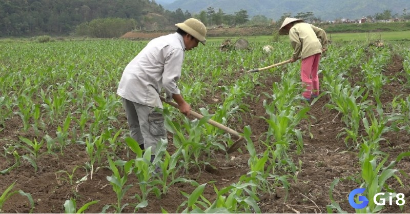 Mơ thấy trồng bắp cho thấy bạn đang gieo mầm cho những dự án tương lai